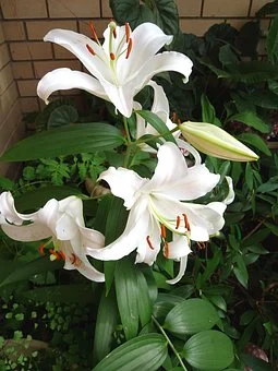 Białe lilie w ogrodzie